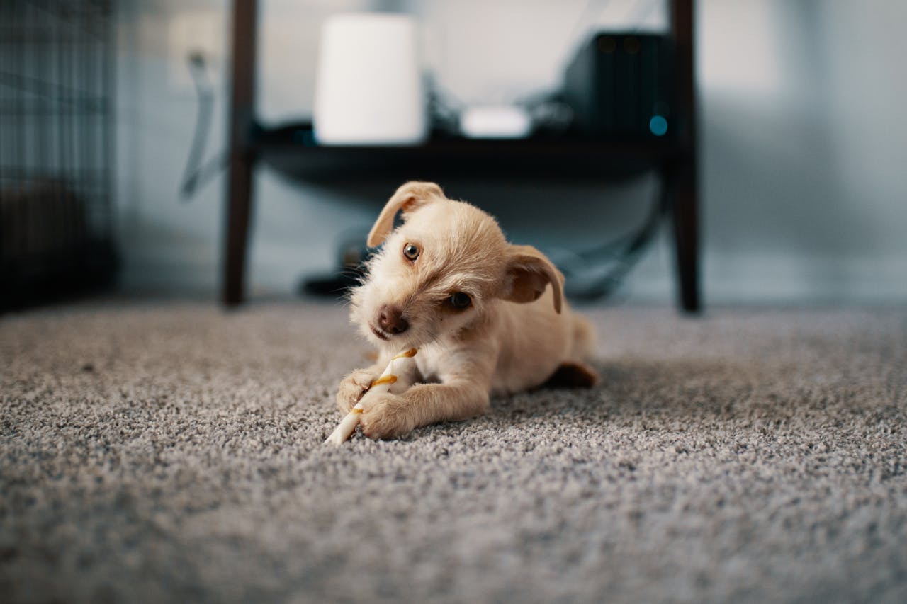 why-choose-us-03 Cute puppy lying on carpet, chewing a stick indoors, showcasing innocence and playfulness.