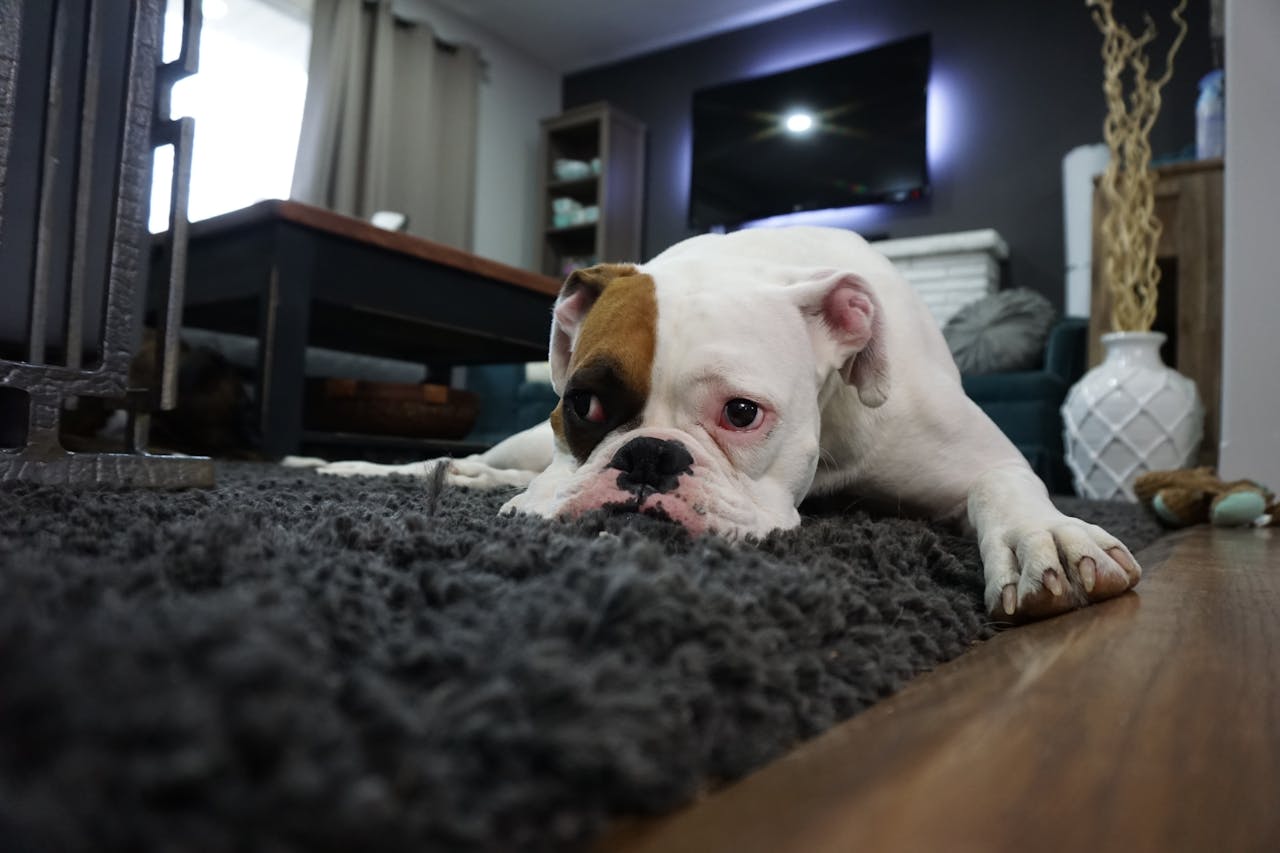 hero-02 Charming bulldog resting on a cozy rug in a stylish living room setting.